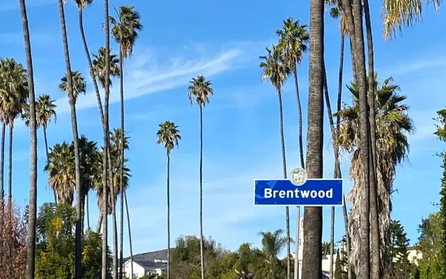 Palm-lined Bundy Drive in Brentwood, Los Angeles.