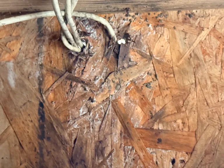 Close view of damaged and discolored wood sheathing around pipes.
