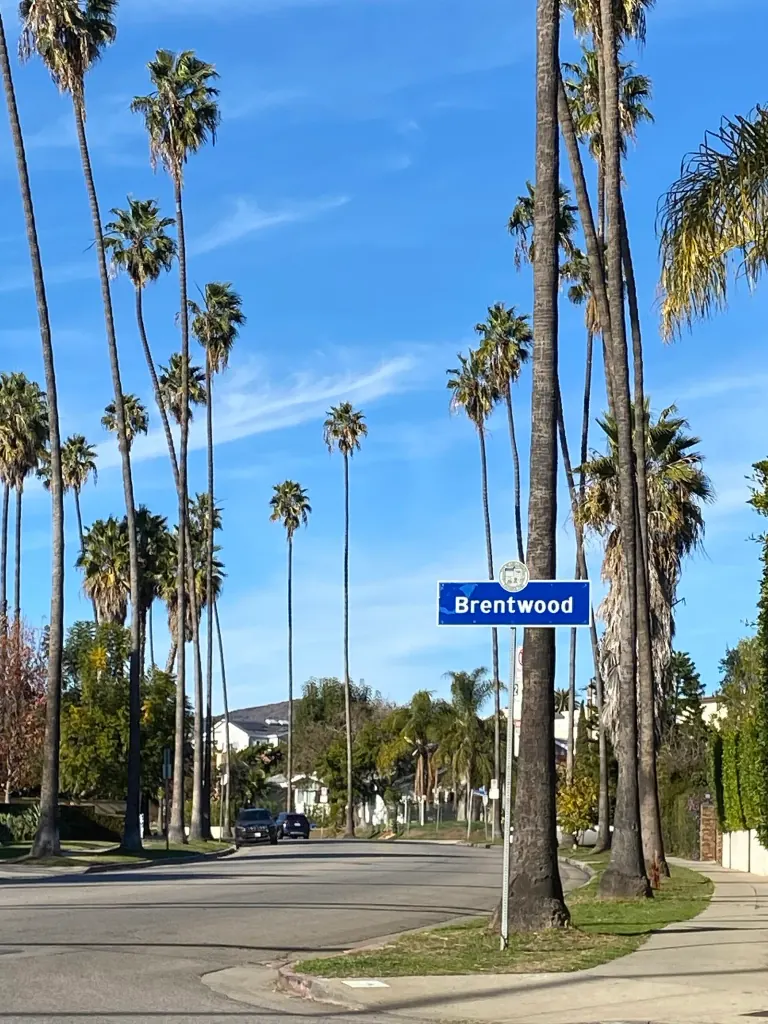 Palm-lined Bundy Drive in Brentwood, Los Angeles.